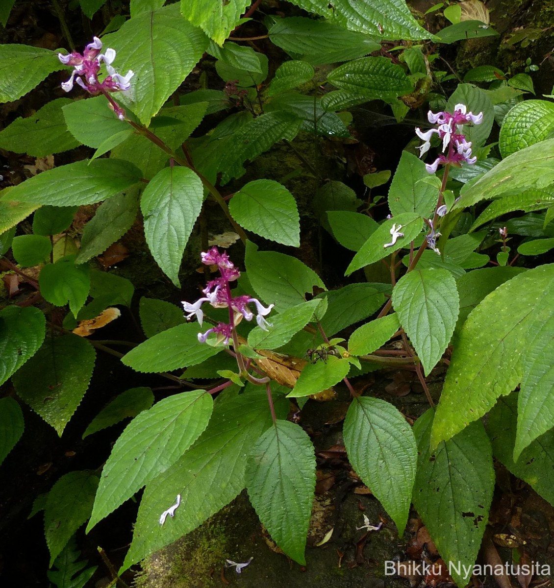 Coleus kanneliyensis L.H.Cramer & S. Balas.